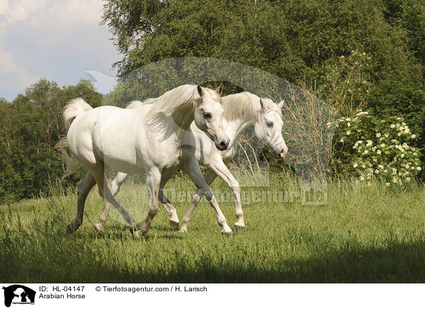 Arabisches Vollblut / Arabian Horse / HL-04147