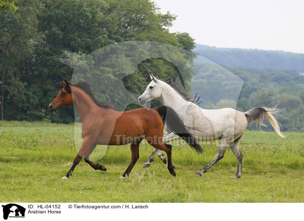 Arabisches Vollblut / Arabian Horse / HL-04152