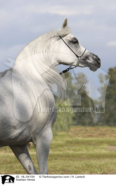 Arabisches Vollblut / Arabian Horse / HL-04154