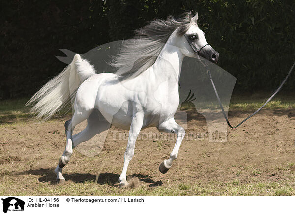 Arabisches Vollblut / Arabian Horse / HL-04156