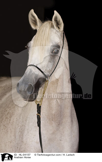 Arabisches Vollblut / Arabian Horse / HL-04157