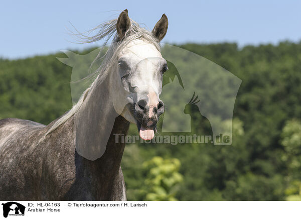 Arabisches Vollblut / Arabian Horse / HL-04163