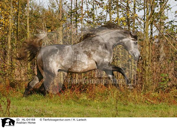 Arabisches Vollblut / Arabian Horse / HL-04168