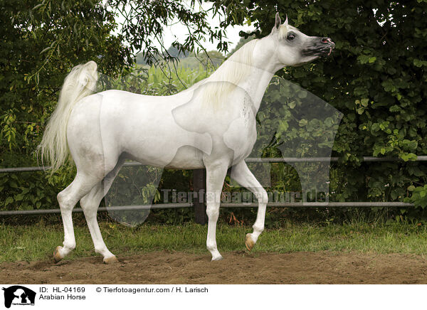 Arabisches Vollblut / Arabian Horse / HL-04169