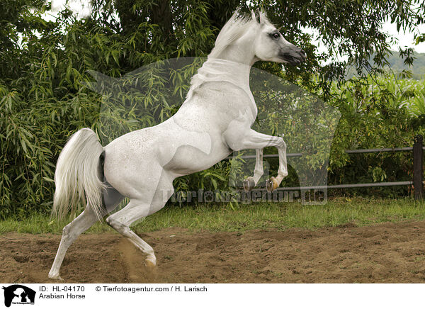 Arabisches Vollblut / Arabian Horse / HL-04170