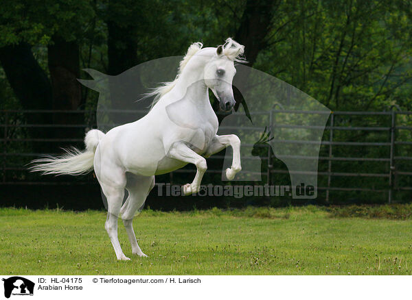 Arabisches Vollblut / Arabian Horse / HL-04175