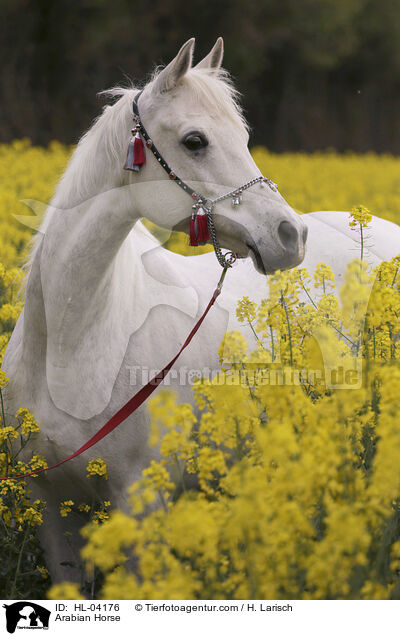 Arabisches Vollblut / Arabian Horse / HL-04176