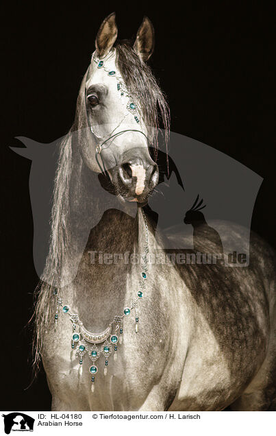 Arabisches Vollblut / Arabian Horse / HL-04180