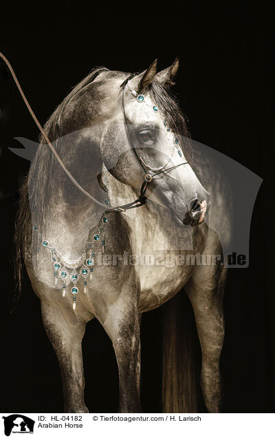 Arabian Horse / HL-04182