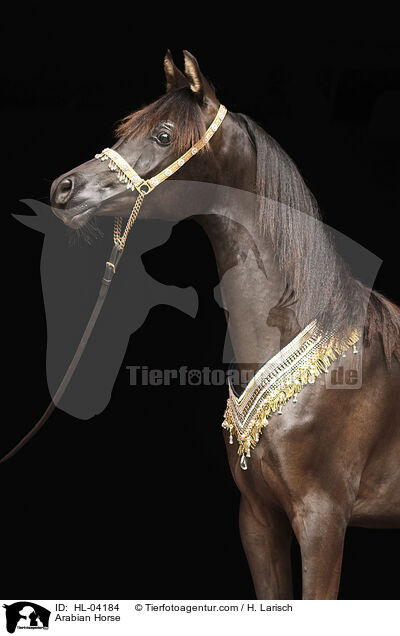 Arabisches Vollblut / Arabian Horse / HL-04184