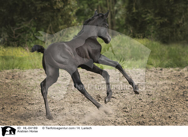 Arabisches Vollblut / Arabian Horse / HL-04189