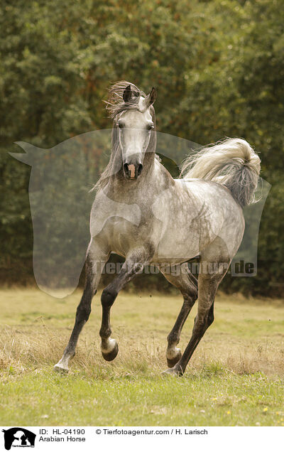 Arabisches Vollblut / Arabian Horse / HL-04190