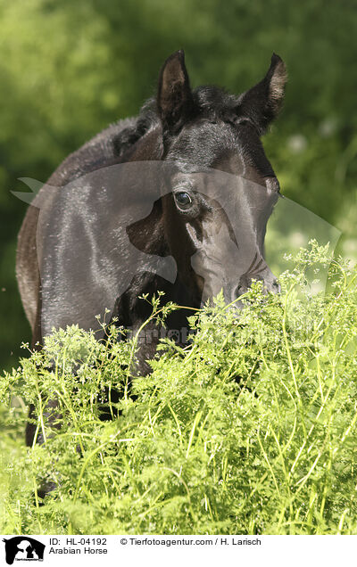 Arabisches Vollblut / Arabian Horse / HL-04192