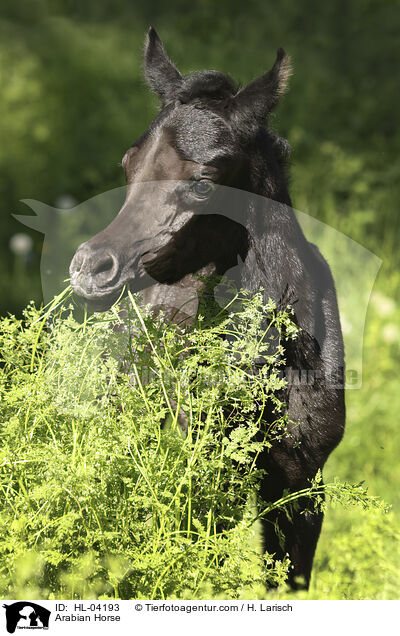 Arabisches Vollblut / Arabian Horse / HL-04193