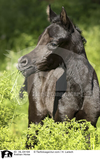 Arabisches Vollblut / Arabian Horse / HL-04194