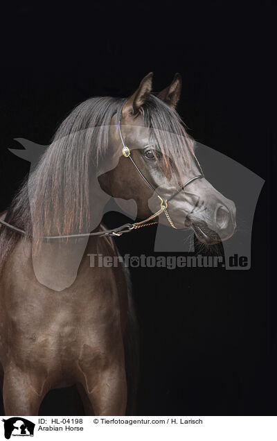 Arabian Horse / HL-04198