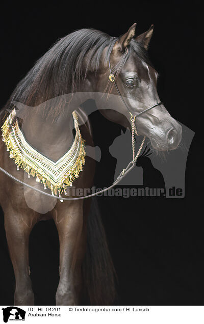 Arabisches Vollblut / Arabian Horse / HL-04201