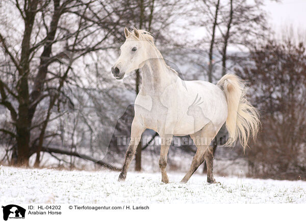 Arabisches Vollblut / Arabian Horse / HL-04202