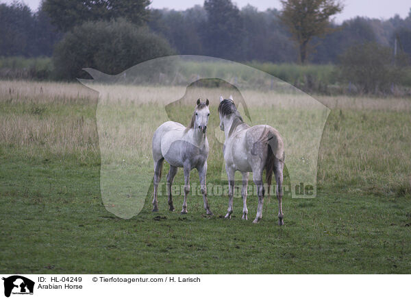 Arabisches Vollblut / Arabian Horse / HL-04249