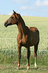 arabian horse