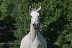 Arabian horse