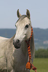 Arabian horse