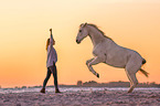 Arabian Horse