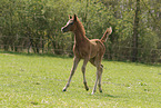 Arabian Horse