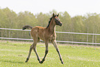 Arabian Horse