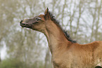 Arabian Horse