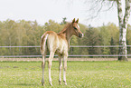 Arabian Horse