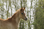 Arabian Horse