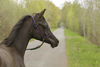 Arabian Horse