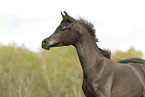 Arabian Horse