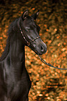 Arabian Horse