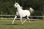 Arabian Horse