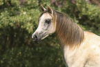 Arabian Horse