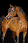 Arabian Horse