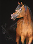 Arabian Horse