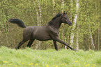 Arabian Horse