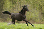 Arabian Horse