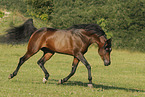 Arabian Horse