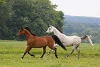 Arabian Horse