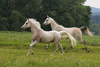 Arabian Horse