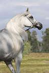 Arabian Horse