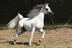 Arabian Horse