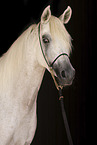 Arabian Horse