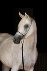 Arabian Horse