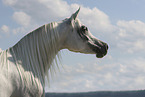 Arabian Horse