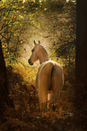 Arabian Horse